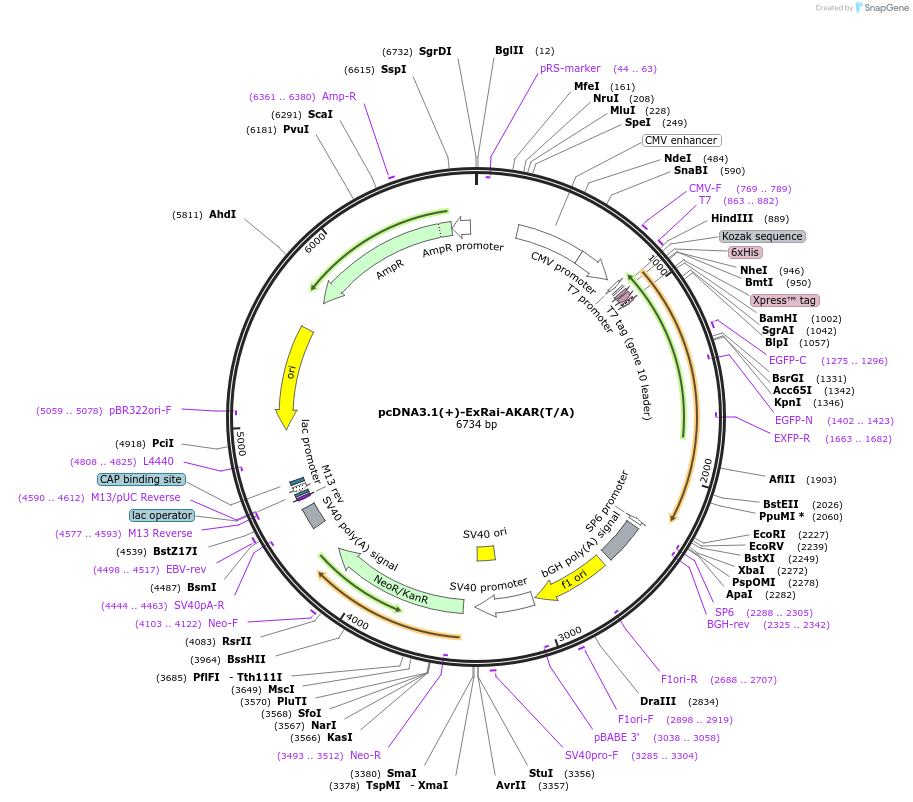 118406-plasmid-map-sequence-id-242821