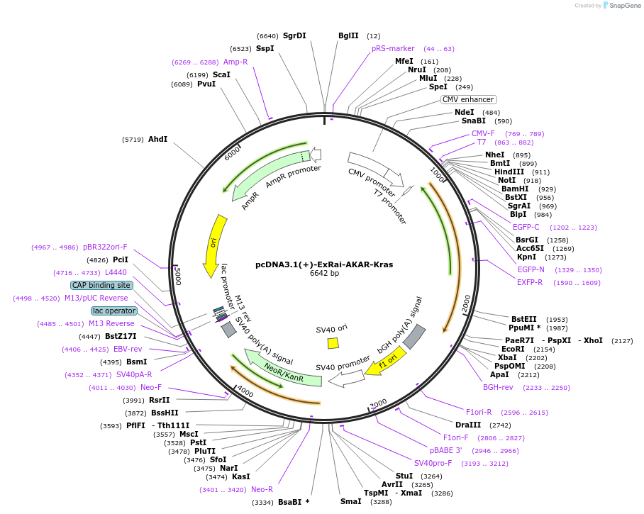 118408-plasmid-map-sequence-id-242822