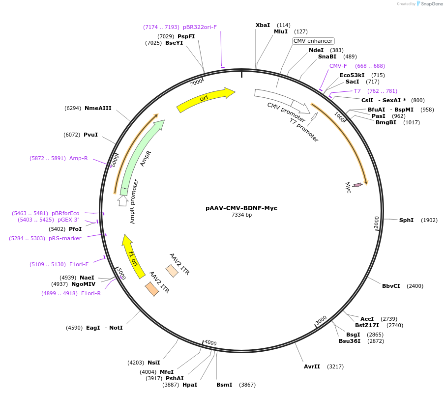124279-plasmid-map-sequence-id-242825