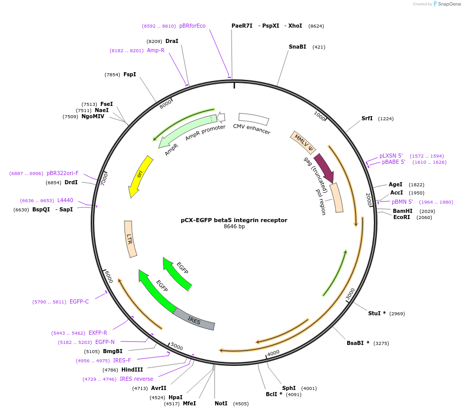 14996-plasmid-map-sequence-id-242830