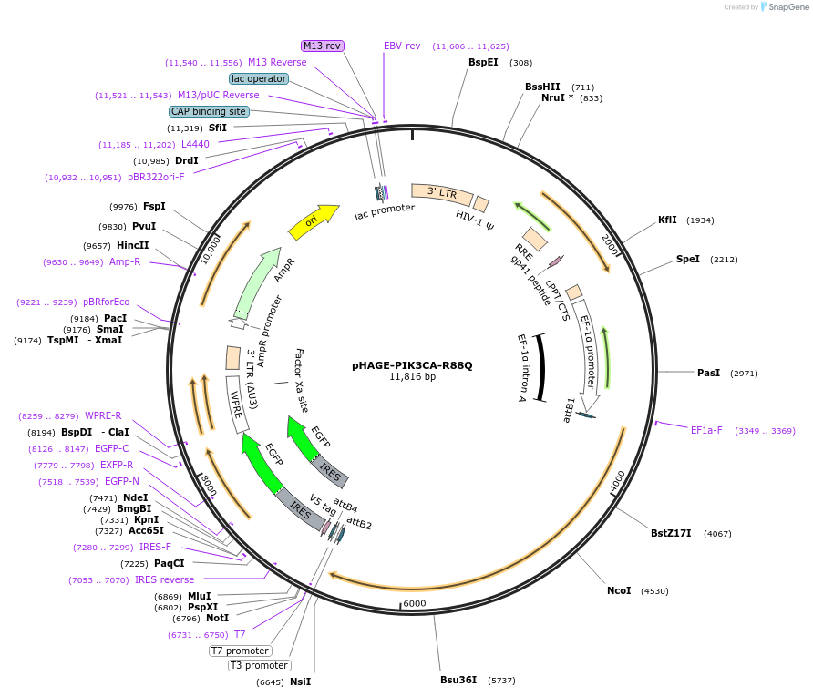 116538-plasmid-map-sequence-id-242896