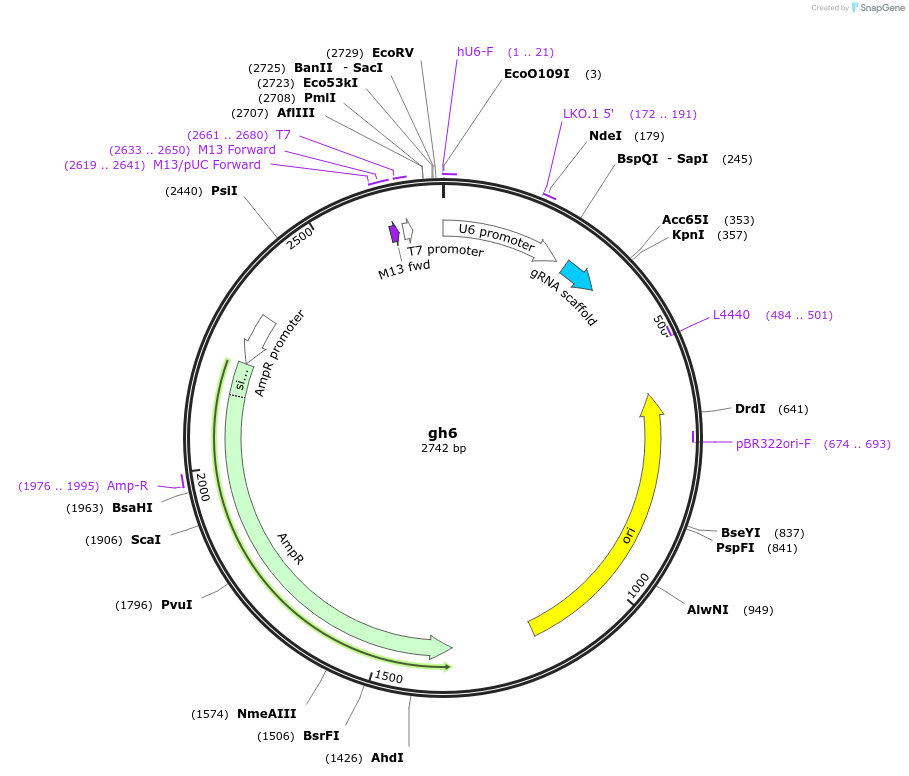 106690-plasmid-map-sequence-id-242914