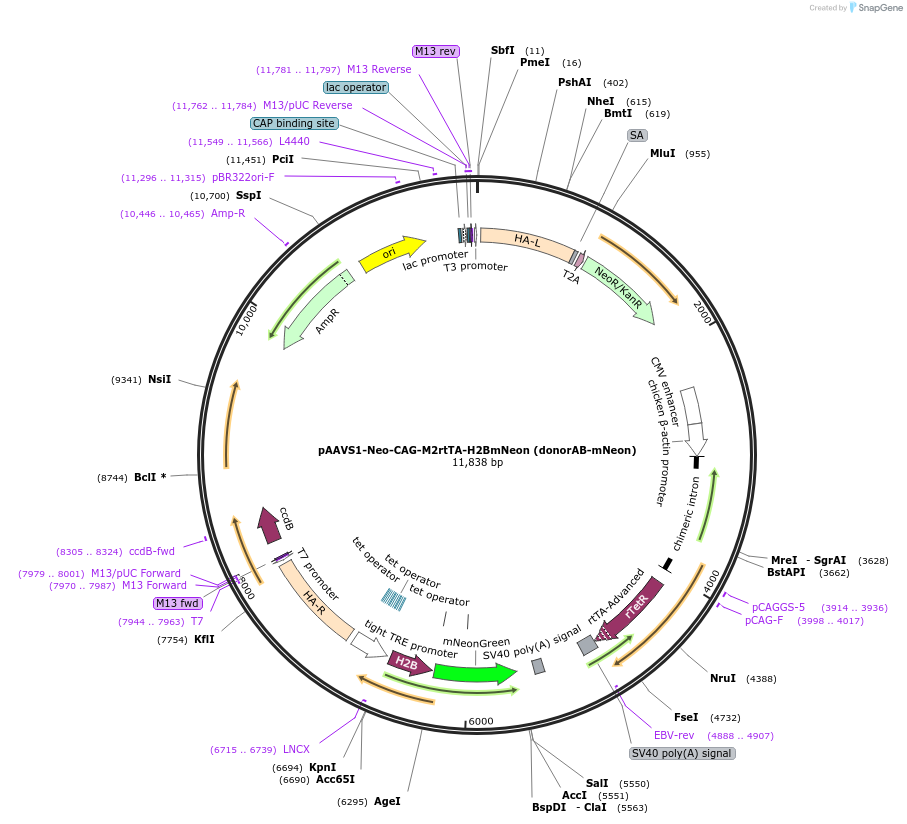 85799-plasmid-map-sequence-id-242946
