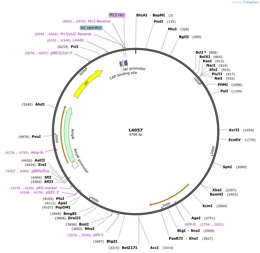 1633-plasmid-map-sequence-id-243