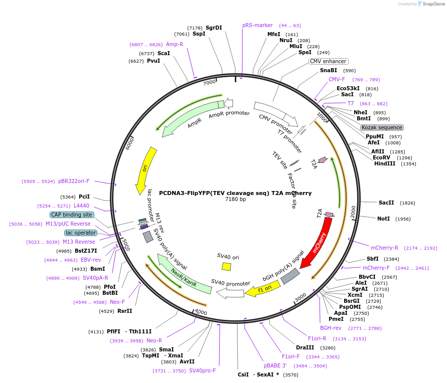 124493-plasmid-map-sequence-id-243078