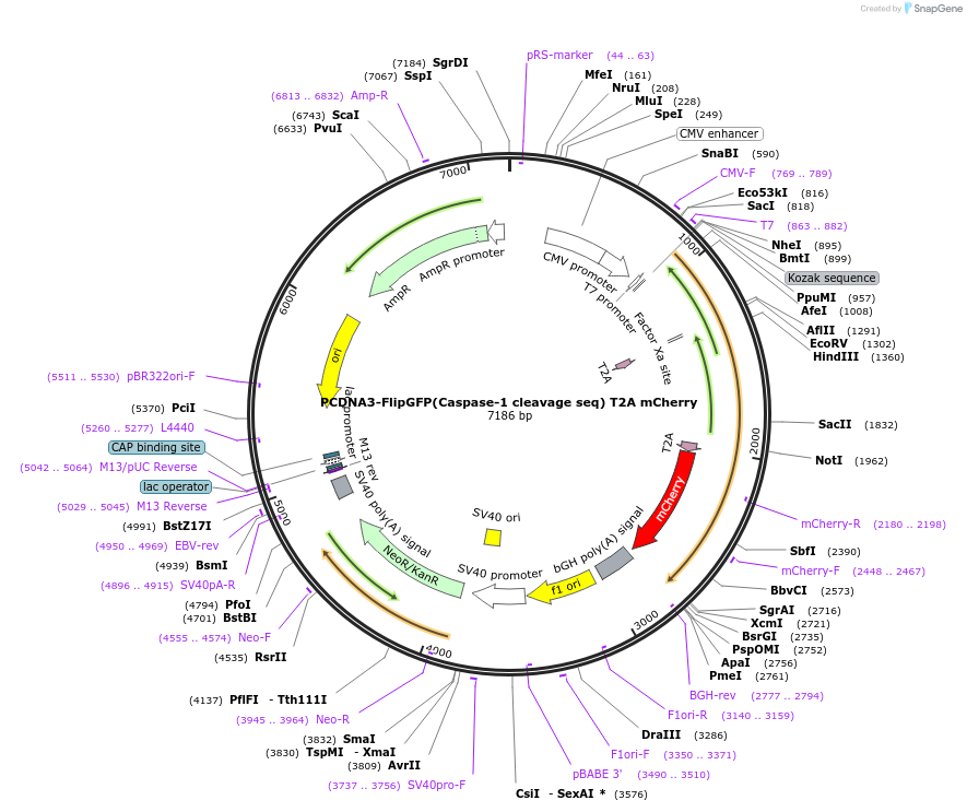 124494-plasmid-map-sequence-id-243079