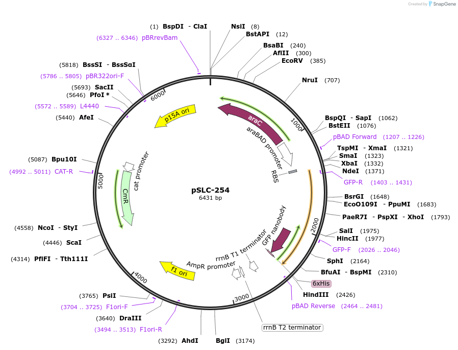 124291-plasmid-map-sequence-id-243082