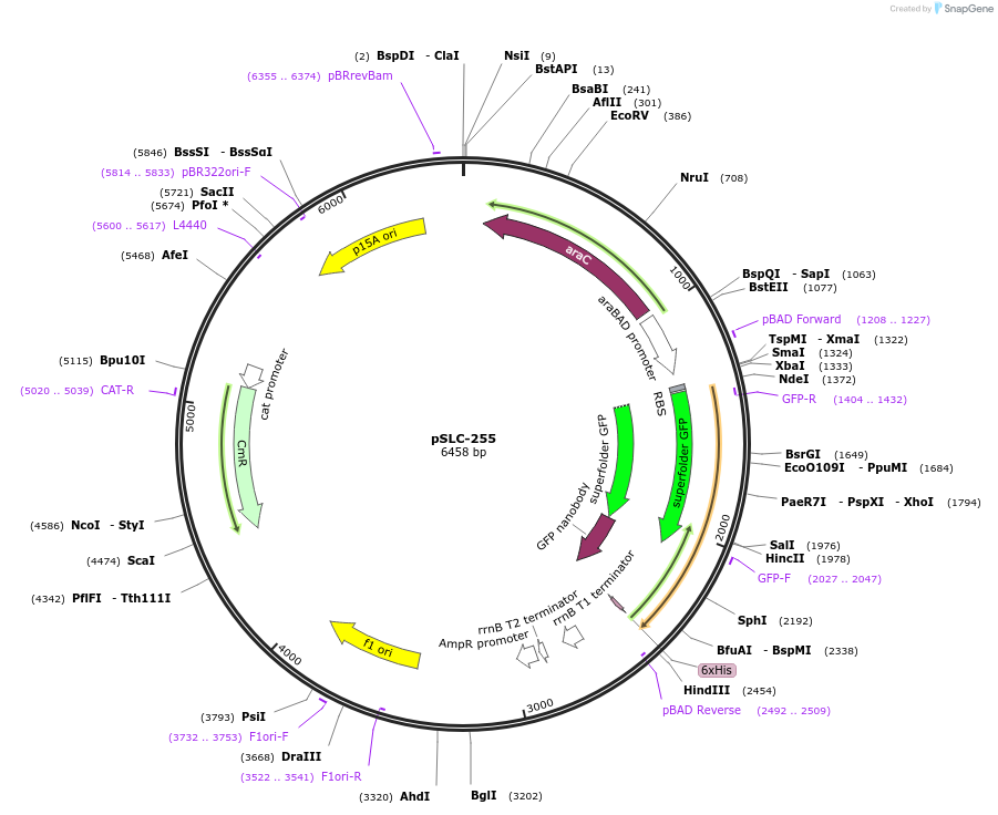 124292-plasmid-map-sequence-id-243084