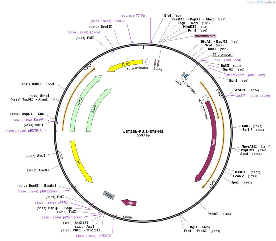 123358-plasmid-map-sequence-id-243094