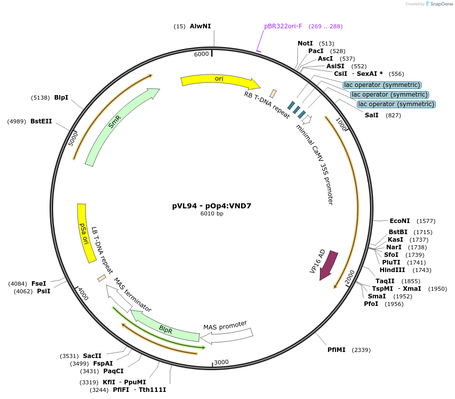116016-plasmid-map-sequence-id-243112