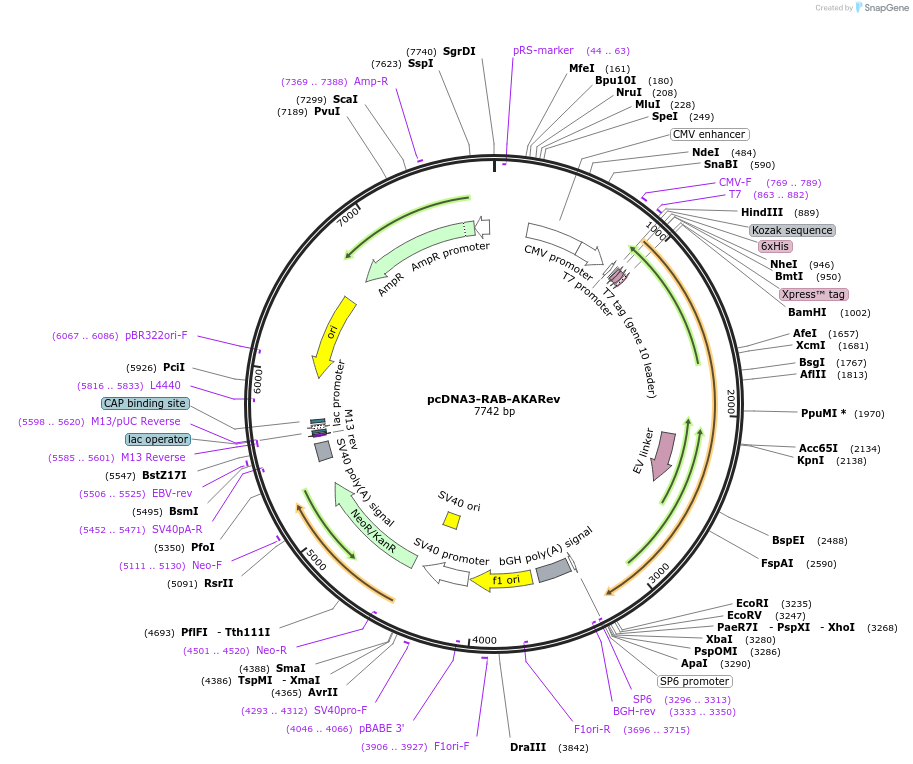 118478-plasmid-map-sequence-id-243122