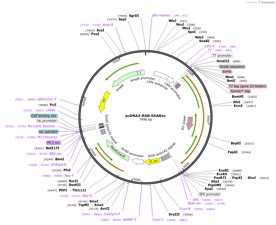 118474-plasmid-map-sequence-id-243124
