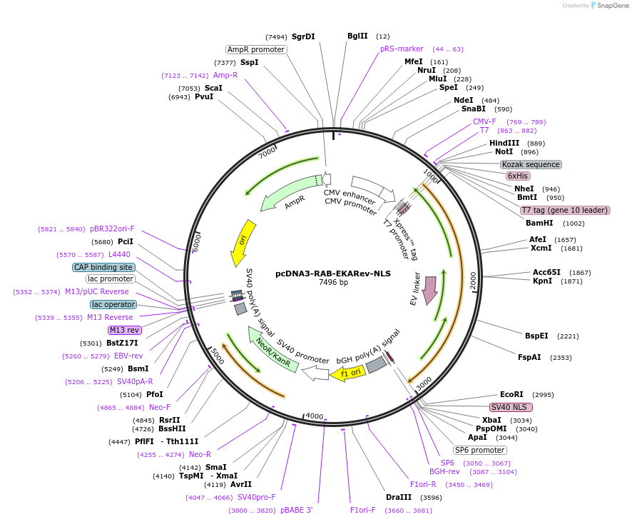 118476-plasmid-map-sequence-id-243128