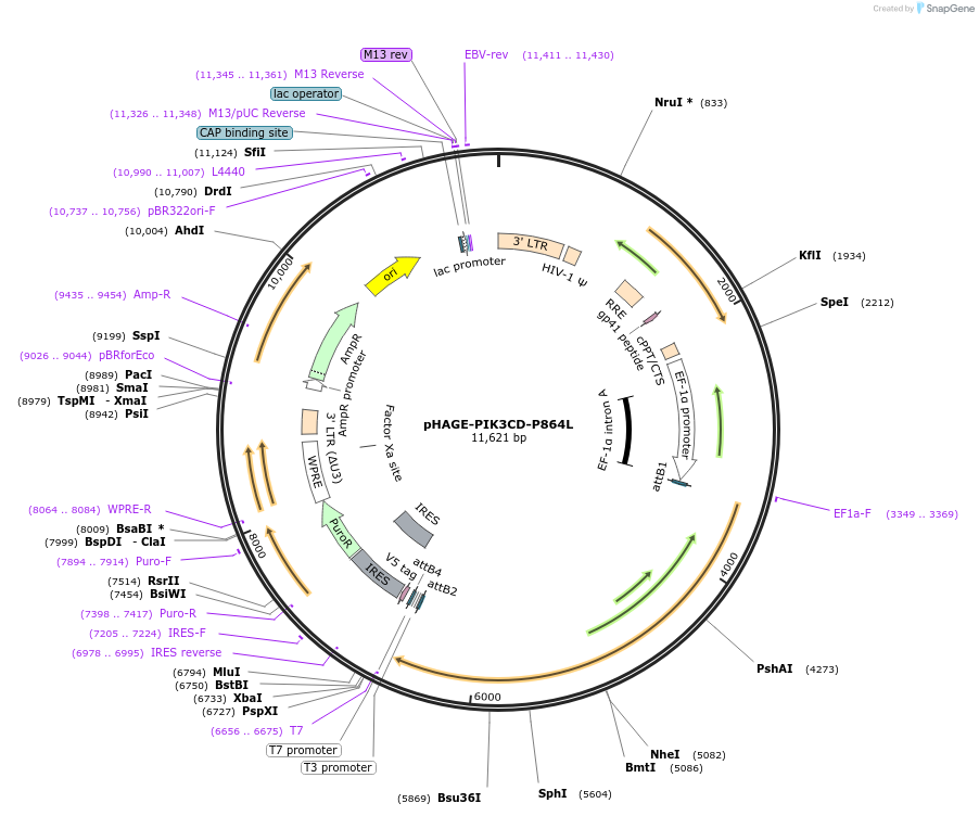 116572-plasmid-map-sequence-id-243136
