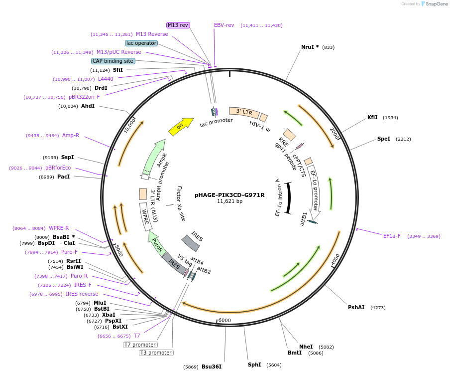 116570-plasmid-map-sequence-id-243174