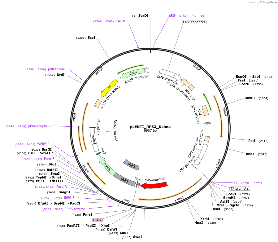 243177_map