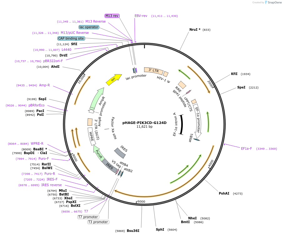 116569-plasmid-map-sequence-id-243182