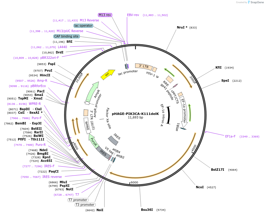 116505-plasmid-map-sequence-id-243194