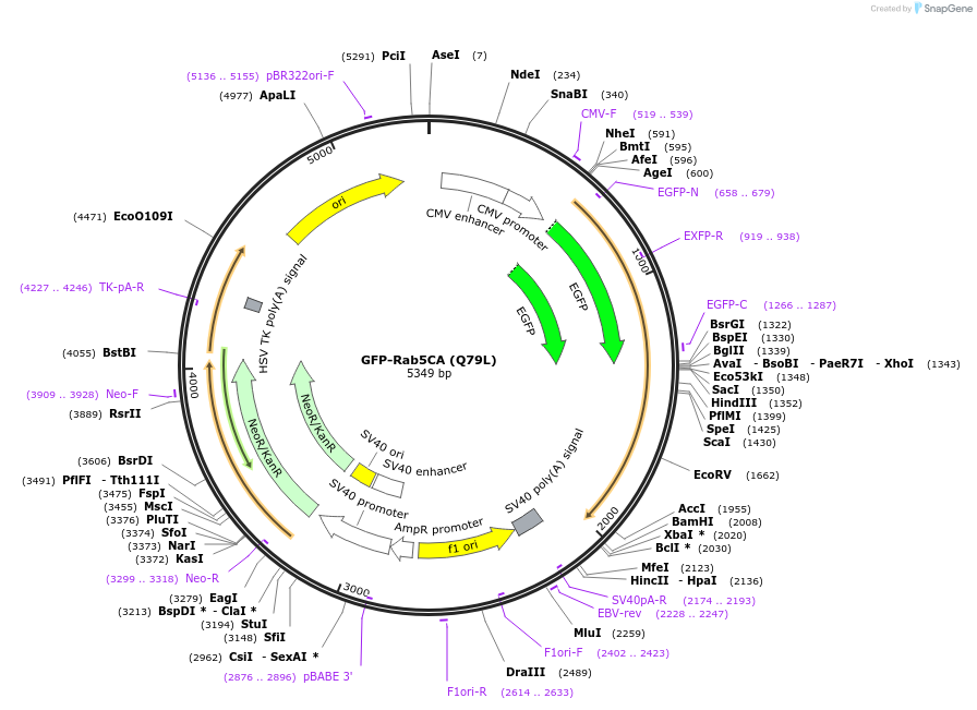 35140-plasmid-map-sequence-id-243300