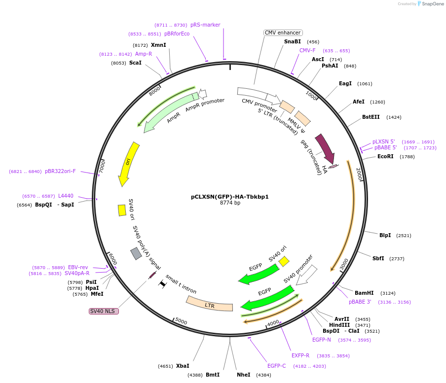 125177-plasmid-map-sequence-id-243301