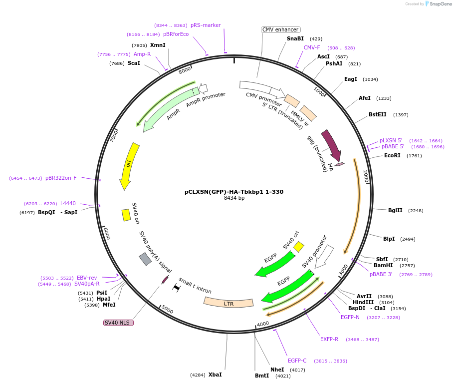 125179-plasmid-map-sequence-id-243303
