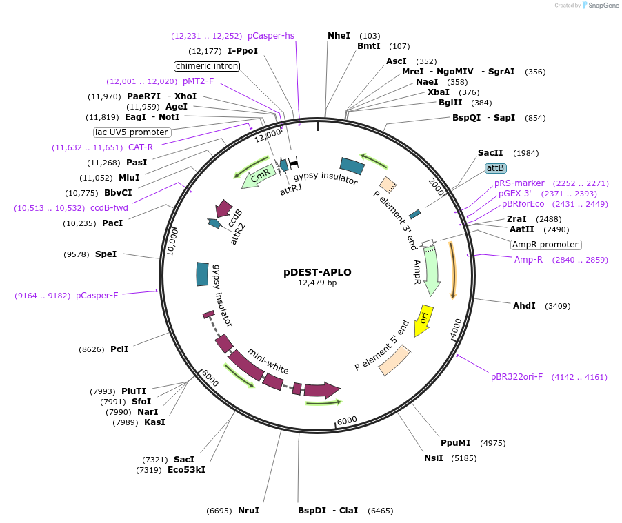 112805-plasmid-map-sequence-id-243304