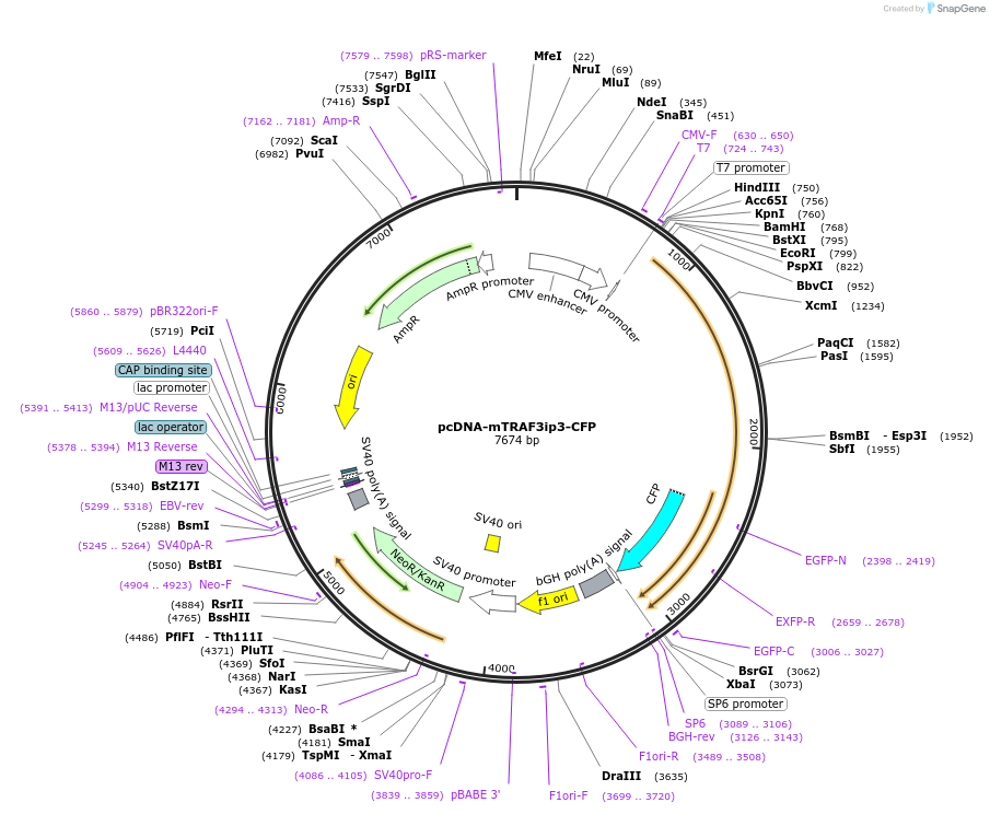 243305_map