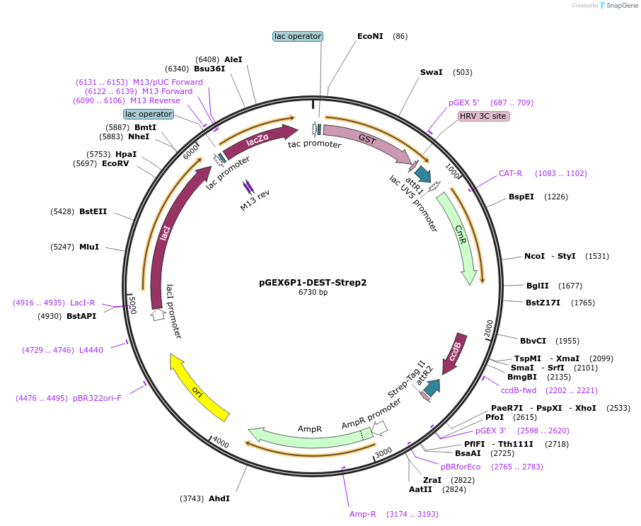 119753-plasmid-map-sequence-id-243311