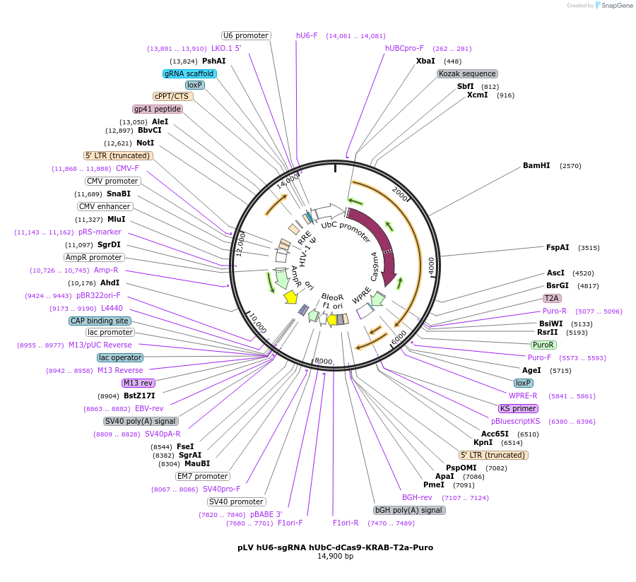 71236-plasmid-map-sequence-id-243314