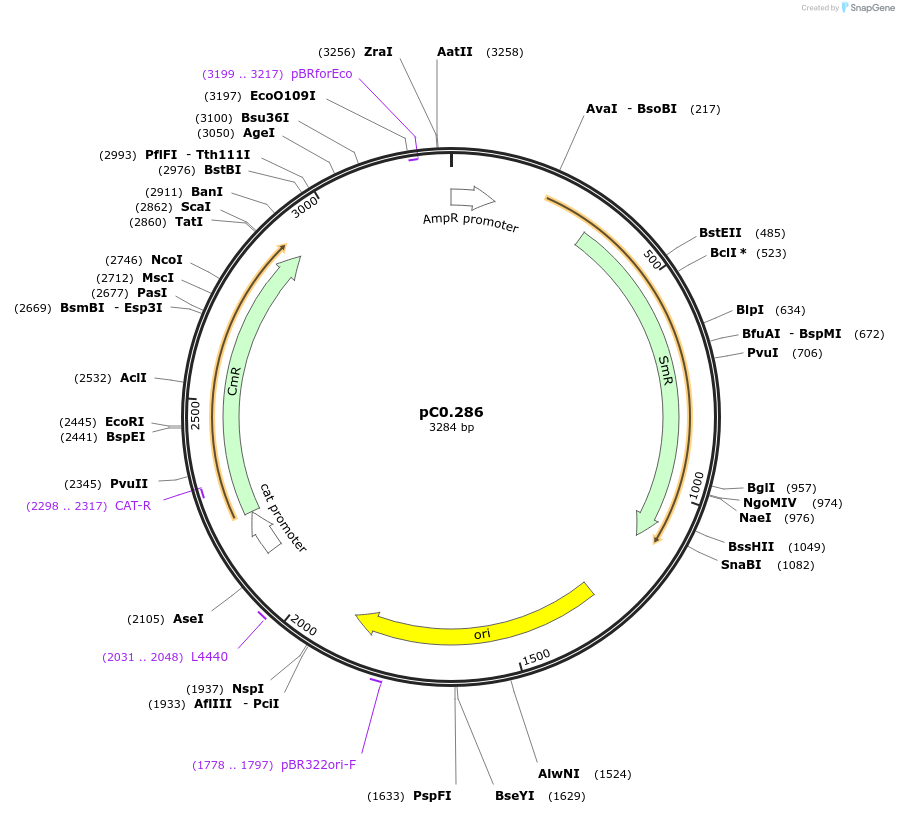 119627-plasmid-map-sequence-id-243317