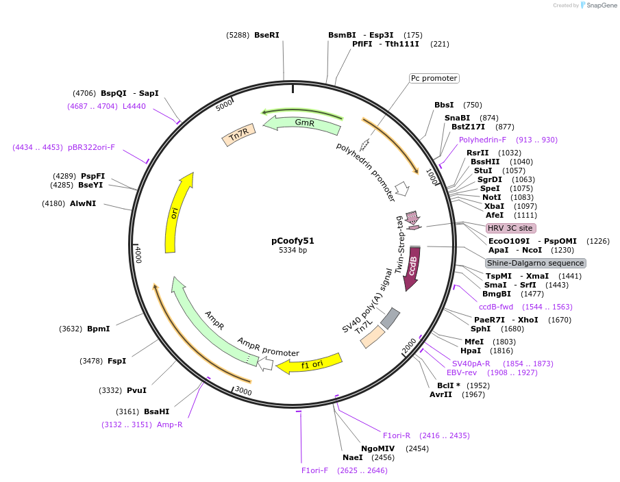 122005-plasmid-map-sequence-id-243318