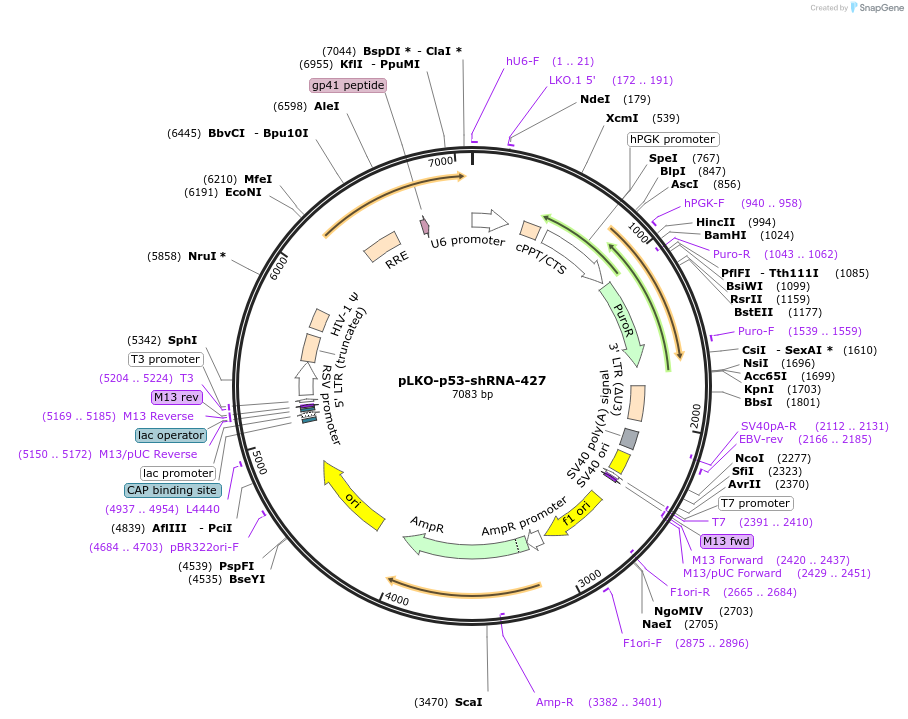 25636-plasmid-map-sequence-id-243319