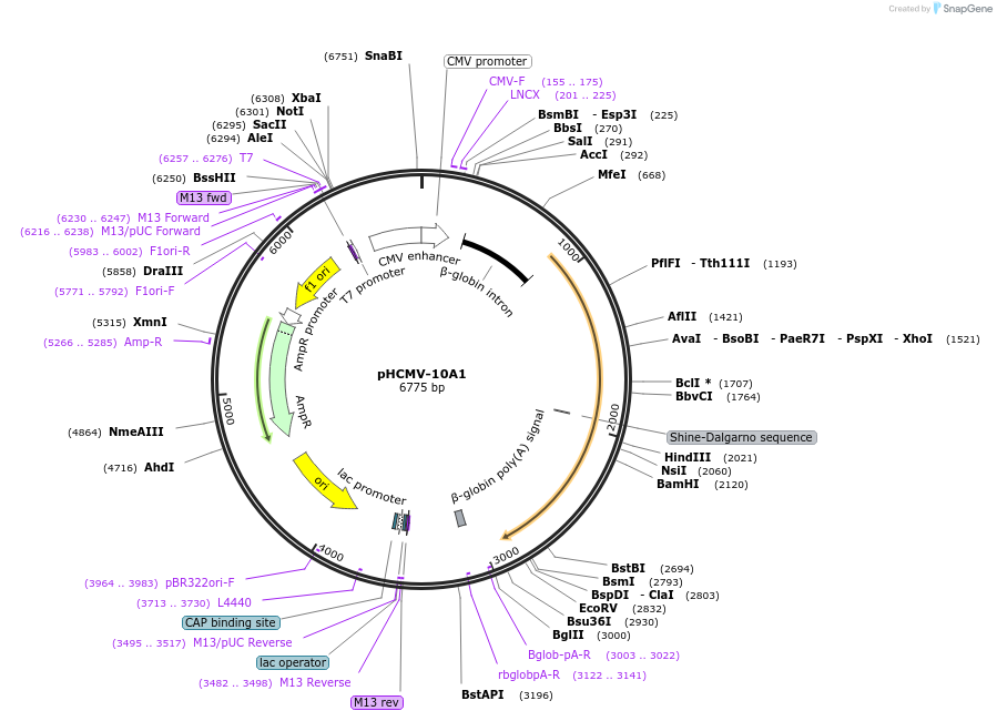 15805-plasmid-map-sequence-id-243321