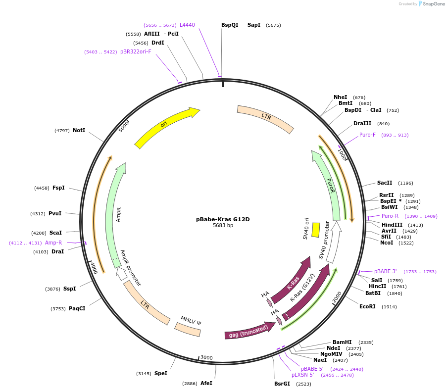 58902-plasmid-map-sequence-id-243323