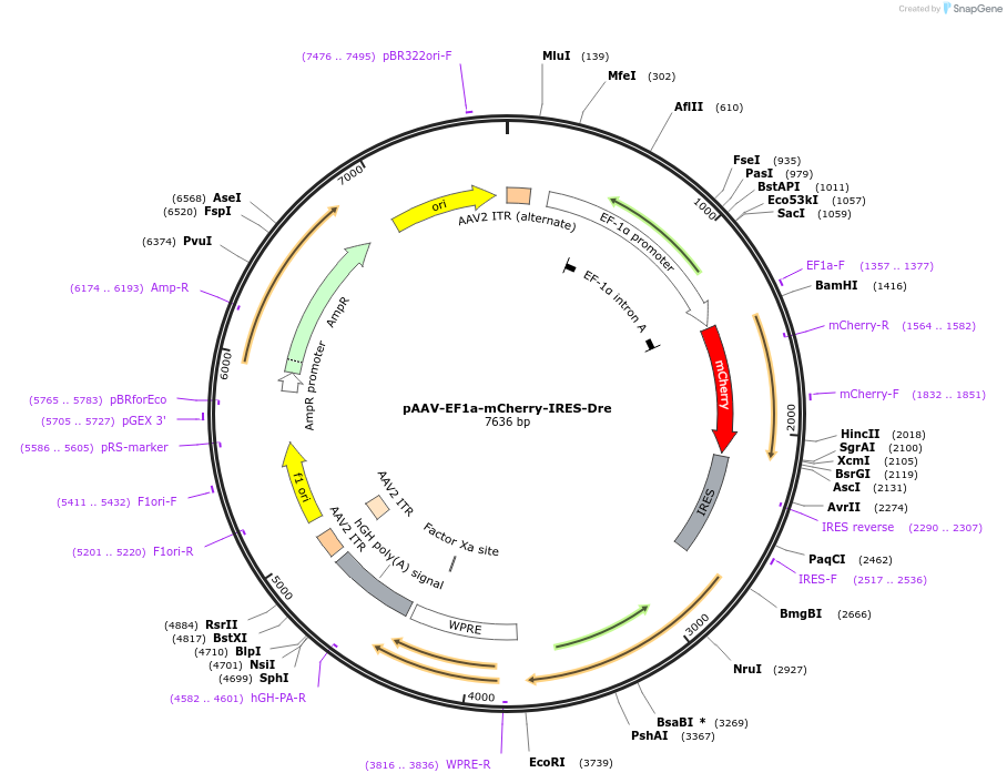 55633-plasmid-map-sequence-id-243346