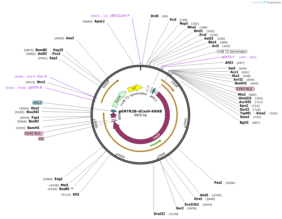 115547-plasmid-map-sequence-id-243348