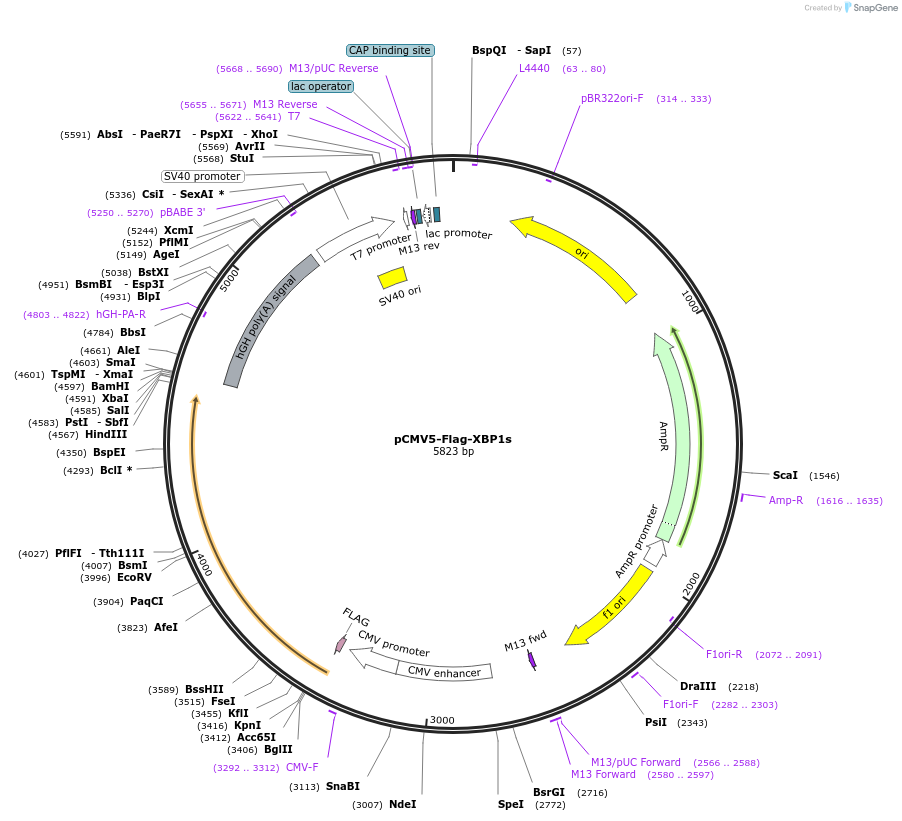 63680-plasmid-map-sequence-id-243359