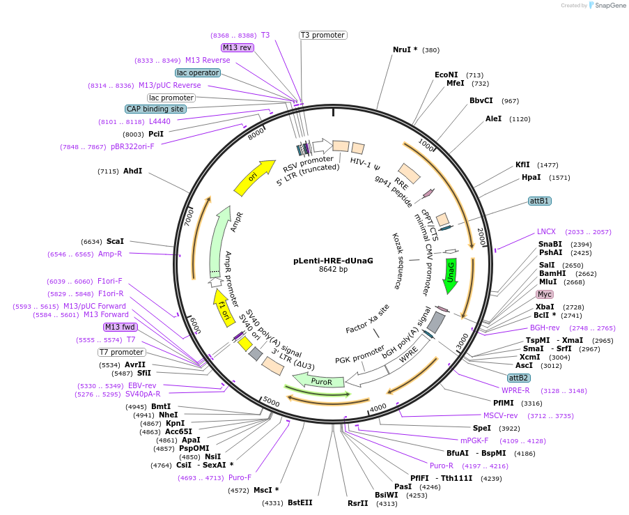 124372-plasmid-map-sequence-id-243367