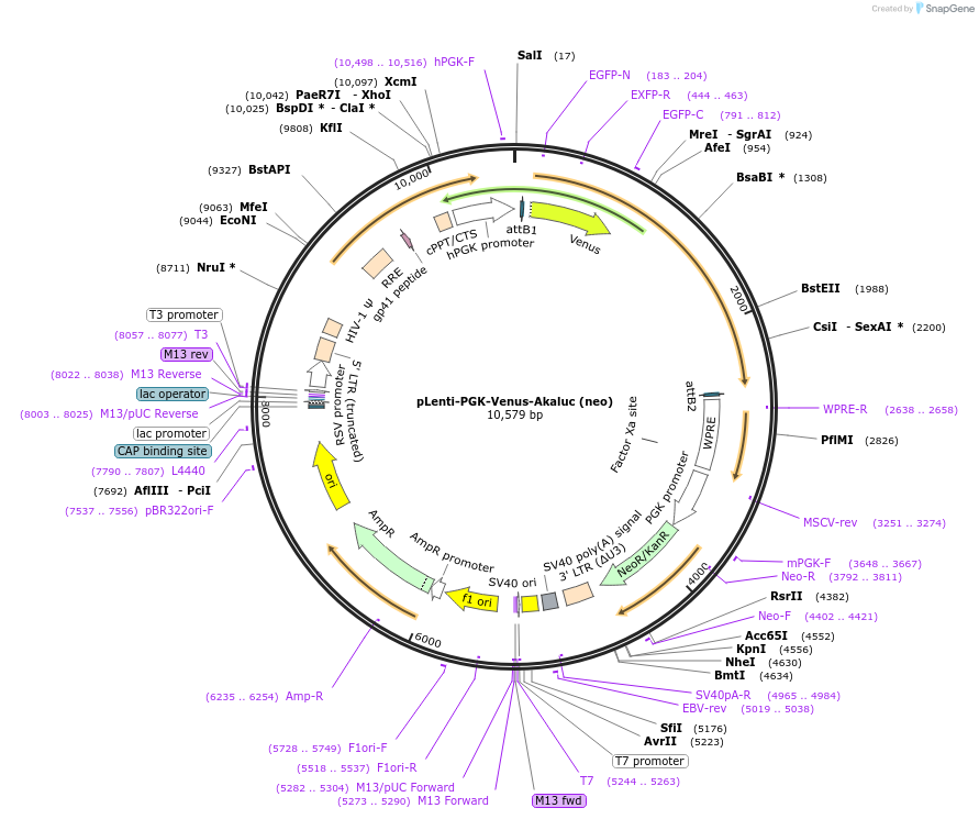 124701-plasmid-map-sequence-id-243368