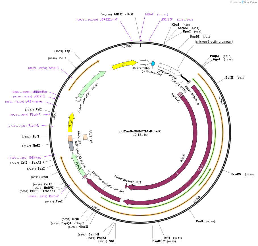 71667-plasmid-map-sequence-id-243369