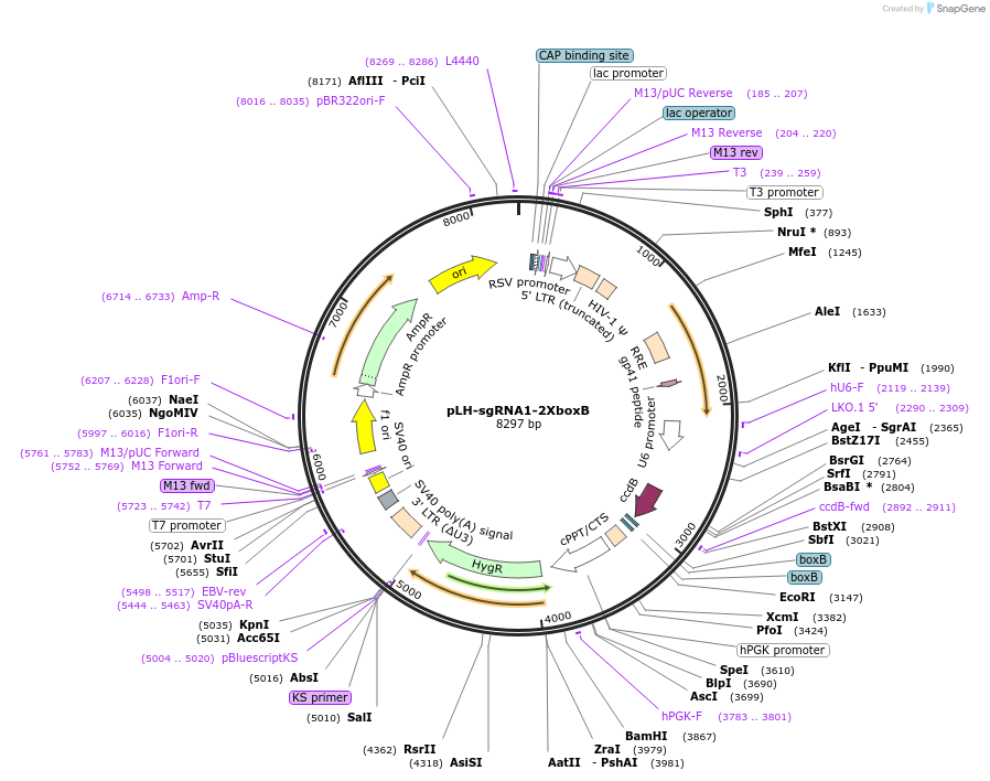 75391-plasmid-map-sequence-id-243378