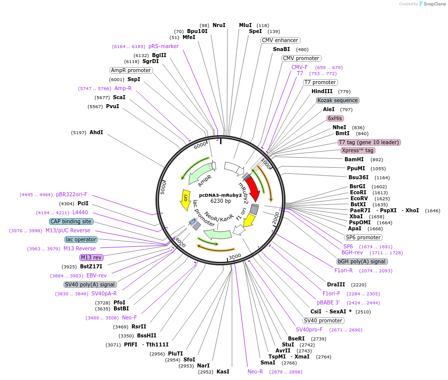 40260-plasmid-map-sequence-id-243381