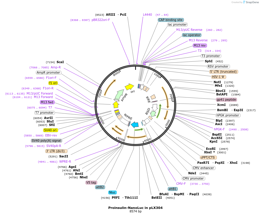 62057-plasmid-map-sequence-id-243395