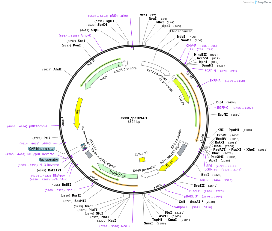 85199-plasmid-map-sequence-id-243396