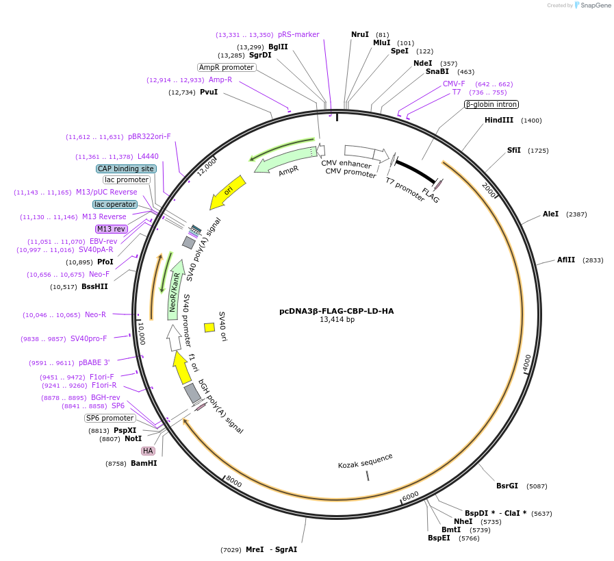 32906-plasmid-map-sequence-id-243399