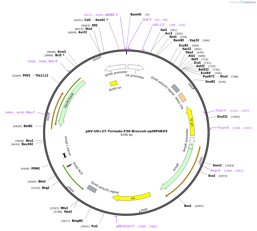 124362-plasmid-map-sequence-id-243402