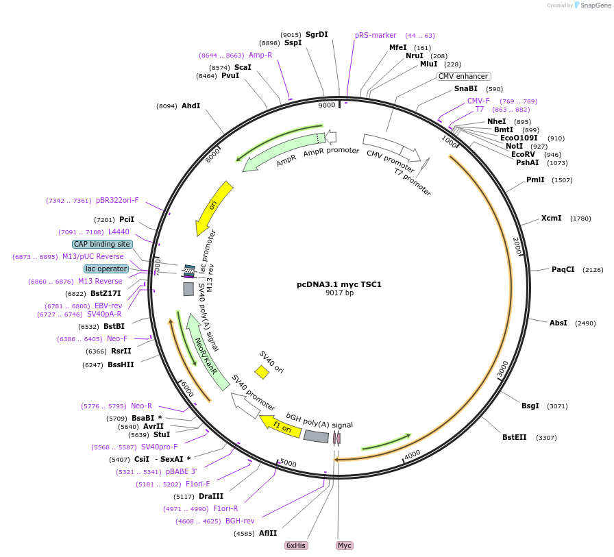 12133-plasmid-map-sequence-id-243415