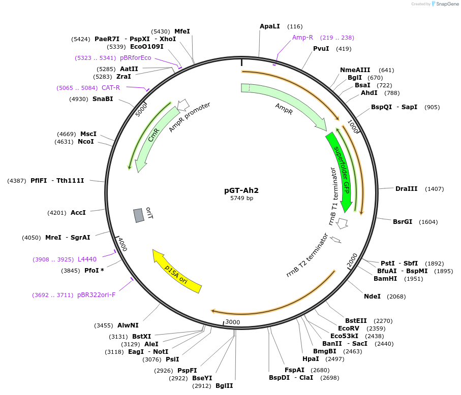 122569-plasmid-map-sequence-id-243529