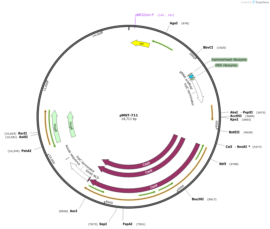 118079-plasmid-map-sequence-id-243530