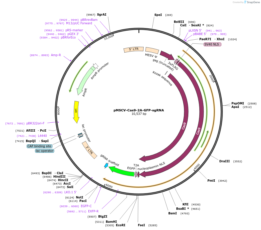 124889-plasmid-map-sequence-id-243533